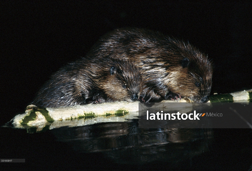 Padre de castor americano (Castor canadensis) y kit de la roedura en sesión estanque boreal, Alaska