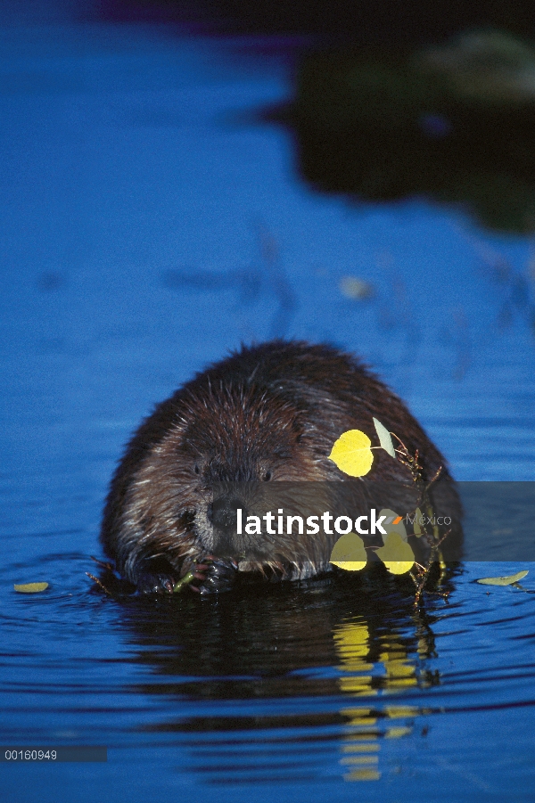 Castor americano (Castor canadensis) masticar rama aspen en estanque boreal, Alaska