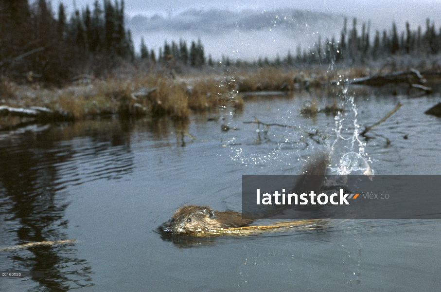 Castor americano (Castor canadensis) golpeando el agua con la cola en estanque boreal, Alaska