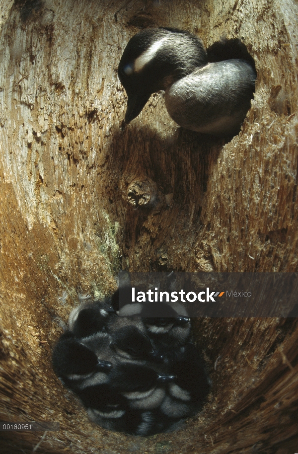 Chicas albeola (Bucephala albeola) en el nido en el tronco del árbol con la madre en el nido entrada