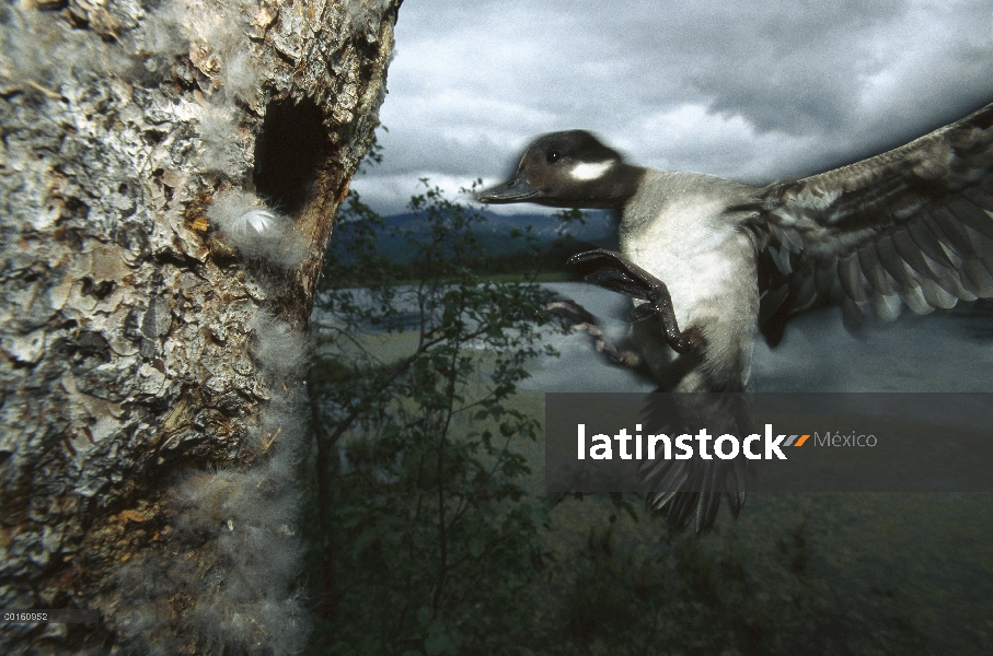 Madre de albeola (Bucephala albeola) volaban para anidar entrada, hábitat de estanque boreal, Alaska