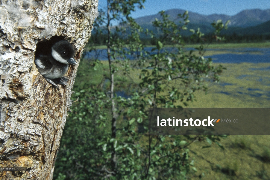 Chick albeola (Bucephala albeola) en la entrada del nido en árboles, hábitat de estanque boreal, Ala