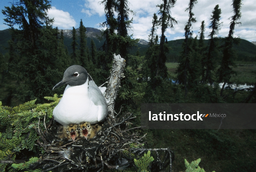 Gaviota de Bonaparte (Larus philadelphia) en el nido en árbol con dos polluelos, hábitat de estanque