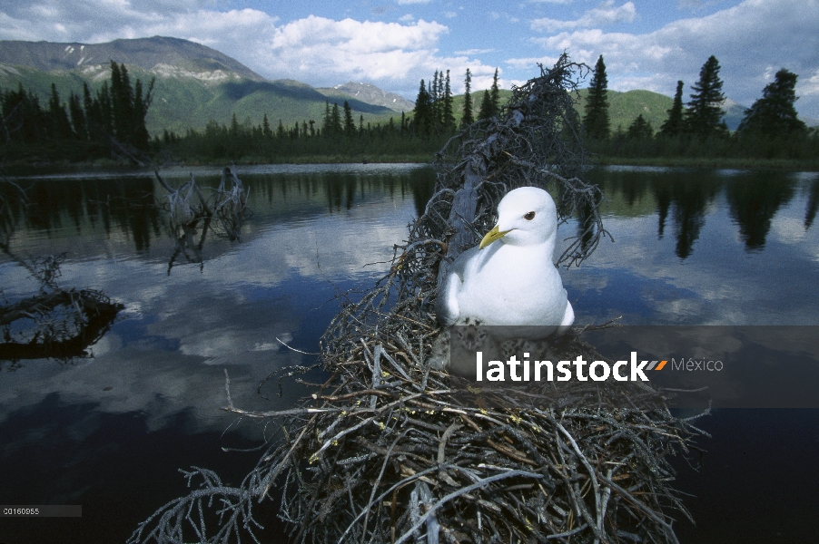 MEW Gull (Larus canus) en el nido en árbol con dos polluelos, hábitat de estanque boreal, Alaska