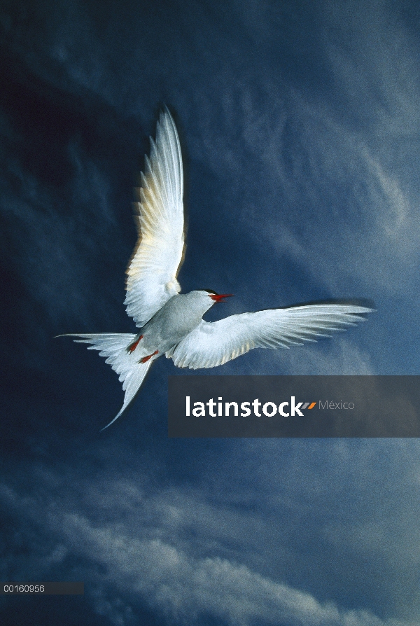 Charrán ártico (Sterna paradisaea) volar, boreal hábitat de estanque, Alaska