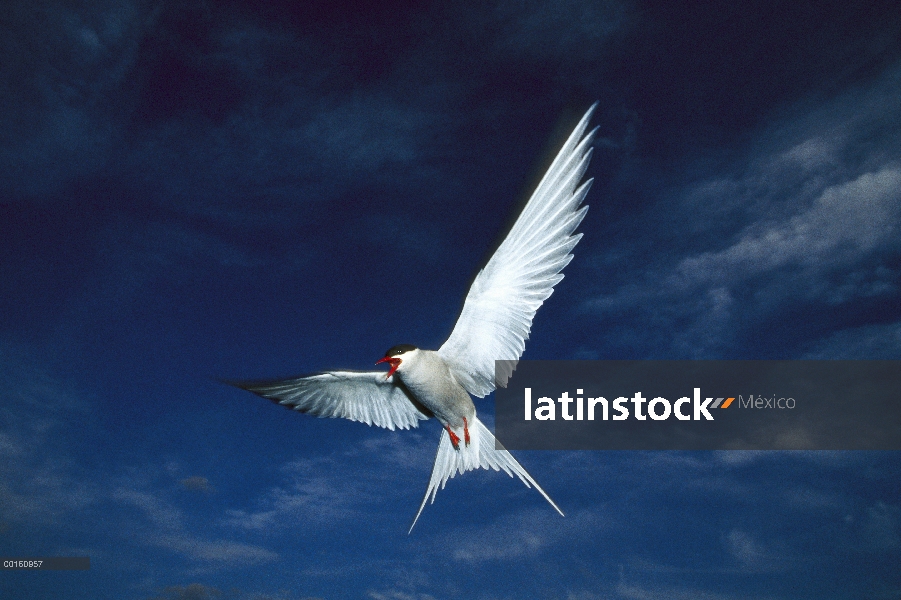 Charrán ártico (Sterna paradisaea) volar, boreal hábitat de estanque, Alaska