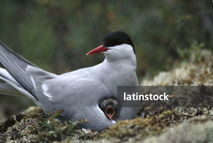 Charrán ártico (Sterna paradisaea) padre con llamada chick, hábitat de estanque boreal, Alaska