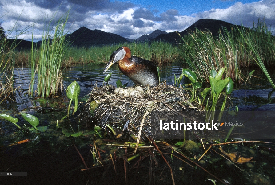 Padre de Grebe (Podiceps grisegena) rojo-necked en nido con huevos en estanques boreal, Alaska