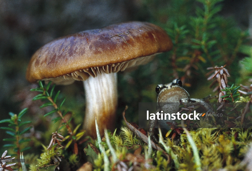 Madera rana (Rana sylvatica) en tierra al lado de hábitat estanque seta, boreal, Alaska