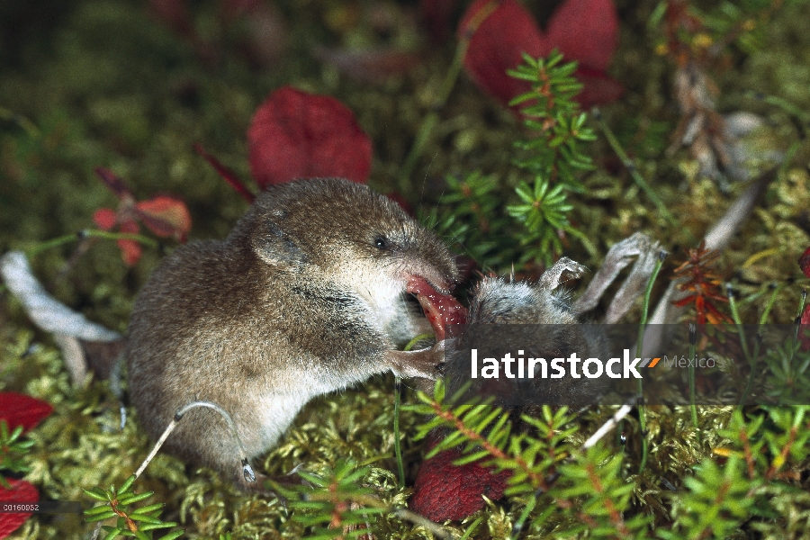 Tundra musaraña (Sorex tundrensis) comer otra musaraña, hábitat de estanque boreal, Alaska