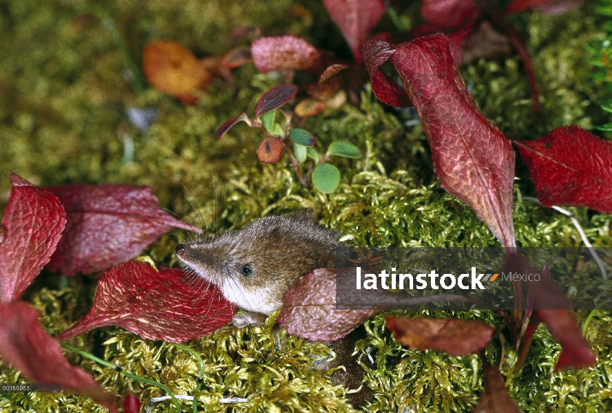 Musaraña (Sorex sp) en la hoja del musgo cubrían hábitat de estanques de tierra, boreal, Alaska