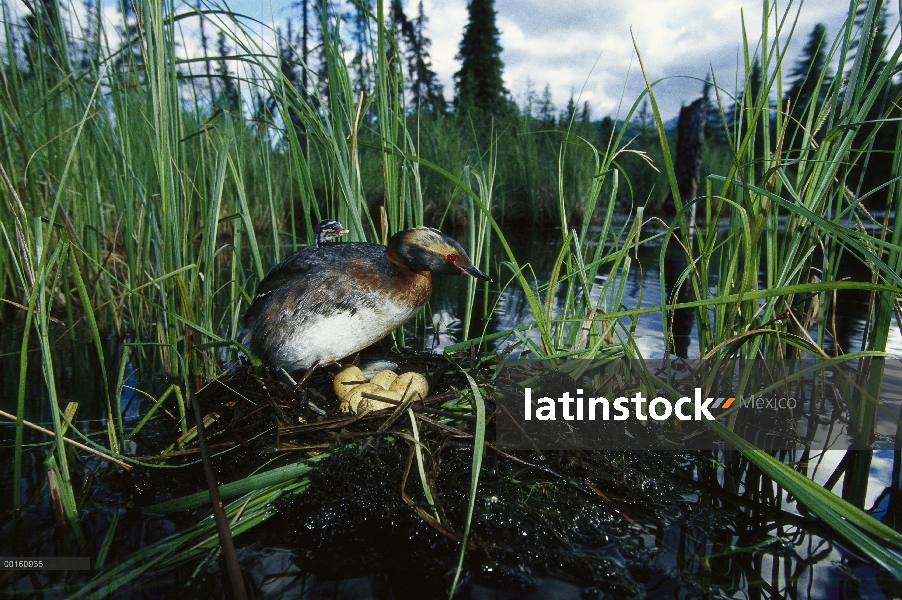 Padre de Grebe (Podiceps auritus) cuernos con chick en espalda en nido con huevos en estanques borea