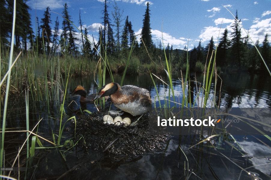 Par (Podiceps auritus) de Horned Grebe en nido con huevos en estanques boreal, Alaska