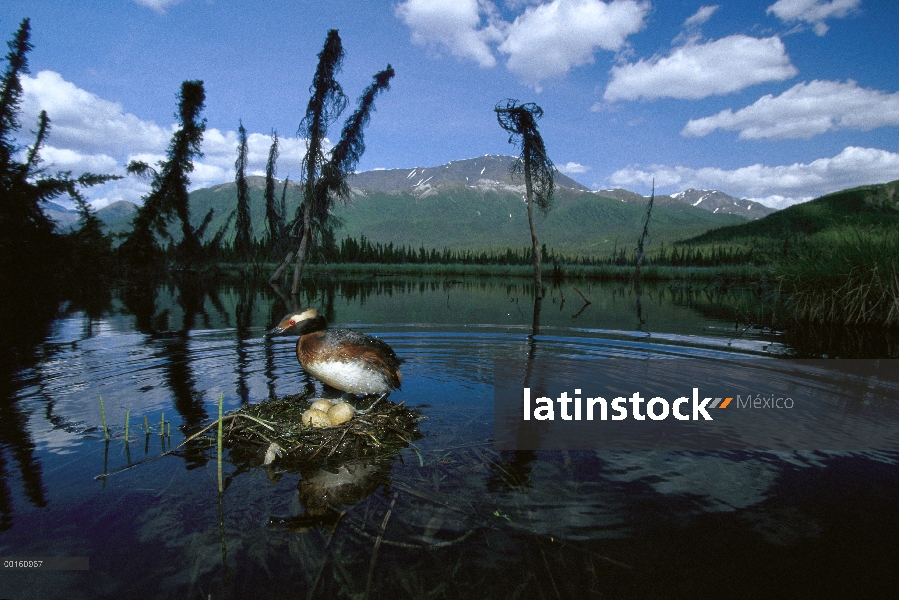 Bovino adulto de Grebe (Podiceps auritus) en nido con huevos en estanques boreal, Alaska