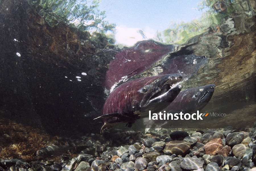 Salmón Chinook (Oncorhynchus tshawytscha) nadar río arriba para desovar, Alaska