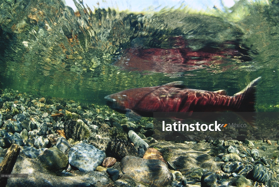 Salmón Chinook (Oncorhynchus tshawytscha) nadar río arriba para desovar, Alaska