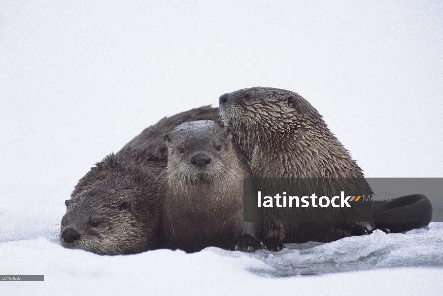 Nieve en tres de América del norte nutria de río (Lontra canadensis), Montana occidental