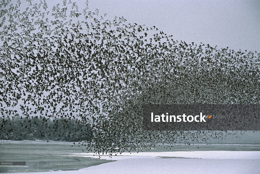 Rebaño de Playerito occidental (Calidris mauri) sobrevolar el Delta del río de cobre que es el humed