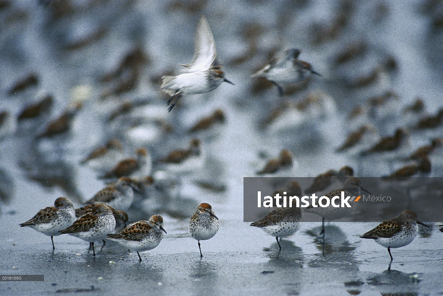 Western Sandpiper (Calidris mauri) rebaño reposo y alimentación durante la migración de primavera, D