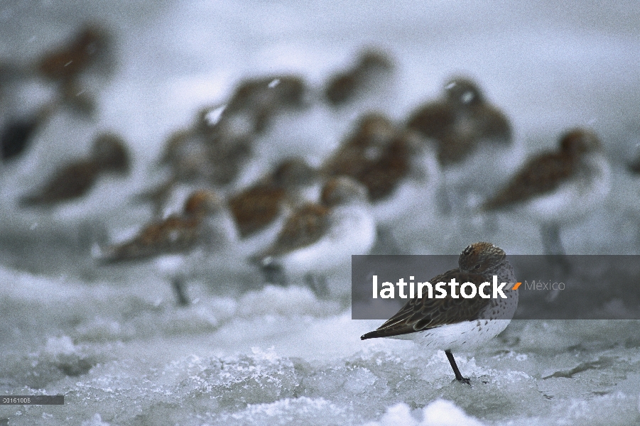 Rebaño de Playerito occidental (Calidris mauri) descansa en terreno cubierto de nieve durante la mig