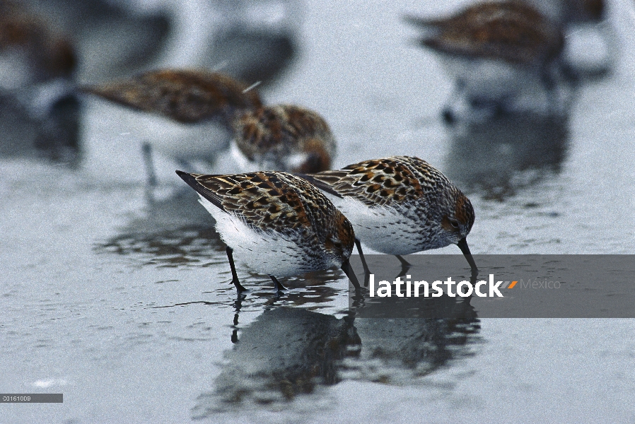 Western Sandpiper (Calidris mauri) bandada alimentándose en marismas de pequeñas almejas, crustáceos