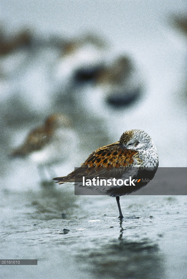 Correlimos común (Calidris alpina) descansando en marismas con la cabeza metida bajo el ala durante 