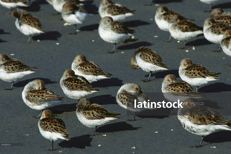 Rebaño de Playerito occidental (Calidris mauri) descansando en marismas con la cabeza metida debajo 