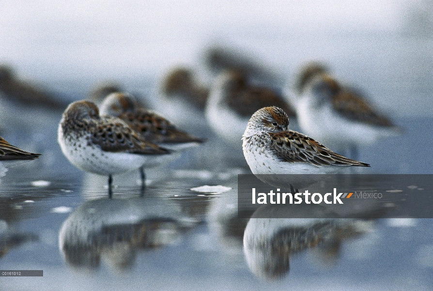 Rebaño de Playerito occidental (Calidris mauri) descansando en marismas con la cabeza metida debajo 