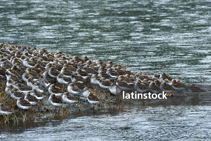 Rebaño de Playerito occidental (Calidris mauri) descansando en marismas con la cabeza metida debajo 