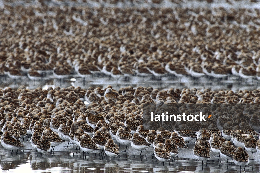 Rebaño de Playerito occidental (Calidris mauri) descansando en marismas con la cabeza metida debajo 