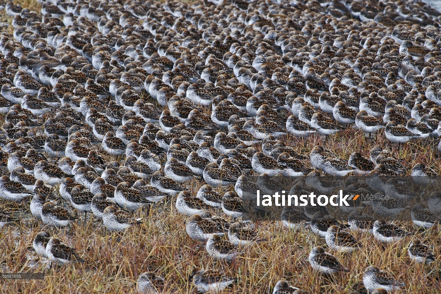 Rebaño de Playerito occidental (Calidris mauri) descansando en marismas con la cabeza metida debajo 