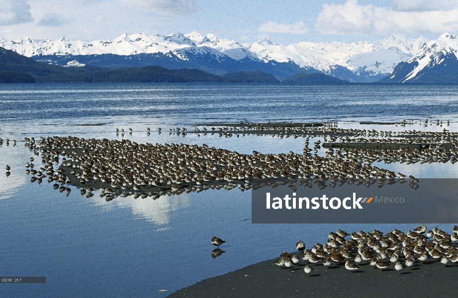 Rebaño de Playerito occidental (Calidris mauri) en marismas de descanso durante la migración de prim