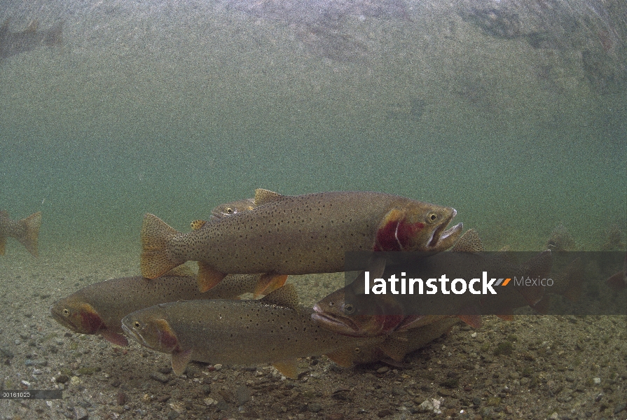 Yellowstone Cutthroat trucha (Oncorhynchus clarkii bouvieri) escuela de natación en corriente, Idaho