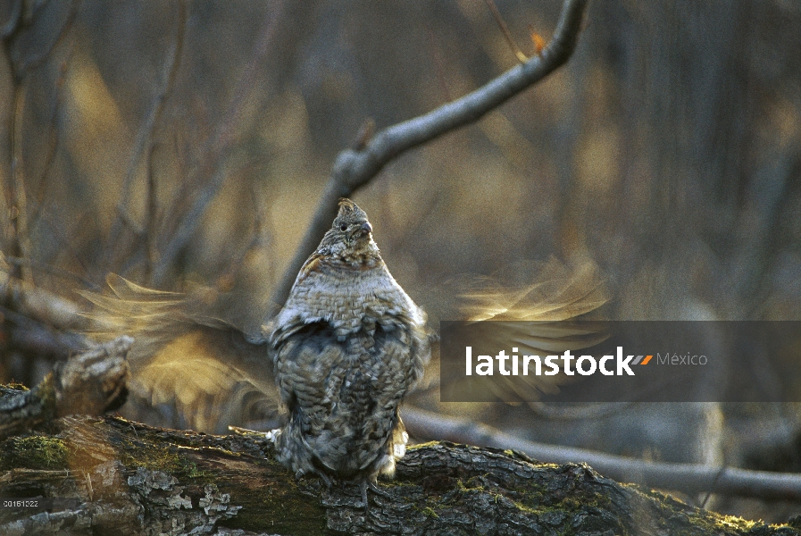 Hombre de Rufo Grouse (Bonasa umbellus) tambores durante el cortejo, América del norte