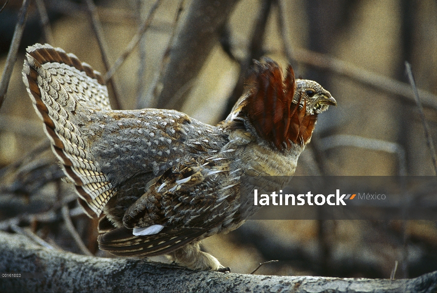 Macho Rufo Grouse (Bonasa umbellus) de exhibición de cortejo, América del norte