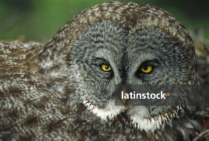 Gran retrato de Gray Owl (Strix nebulosa), América del norte