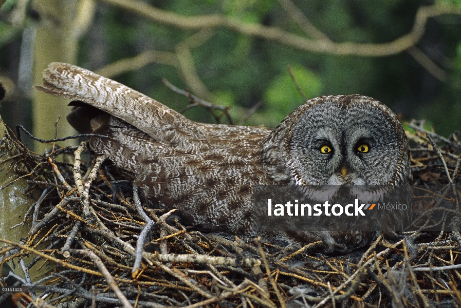 Gran buho gris (Strix nebulosa) incubando los huevos en el nido, América del norte