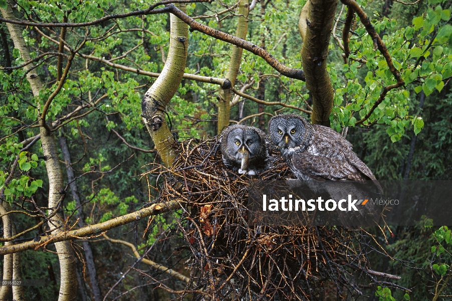 Gran par de Gray Owl (Strix nebulosa) de anidación, América del norte