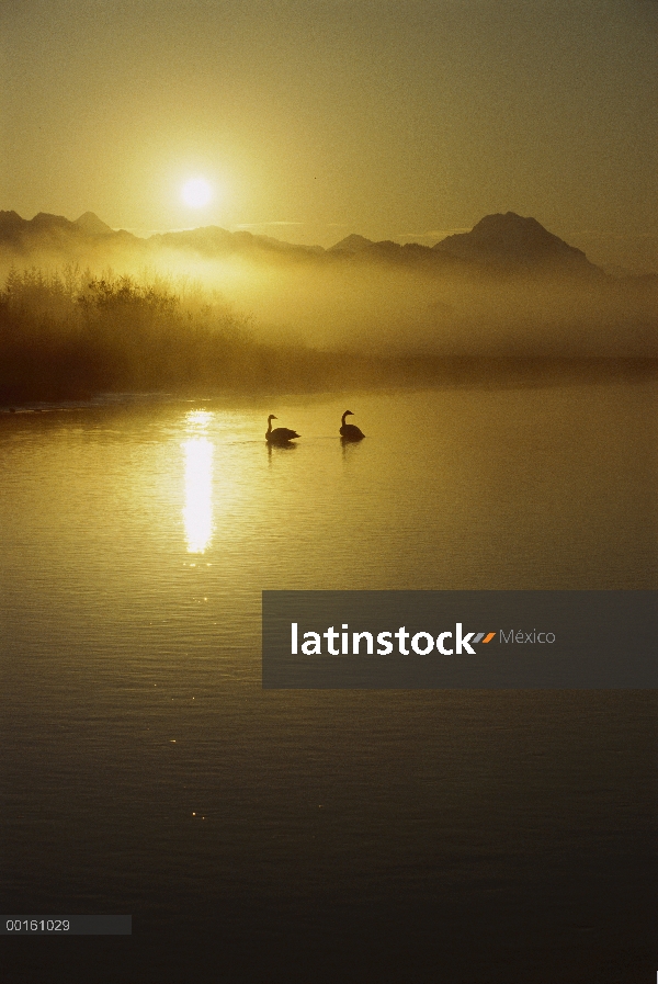 Pareja de Cisne Trompetero (Cygnus buccinator) en el lago al atardecer, América del norte