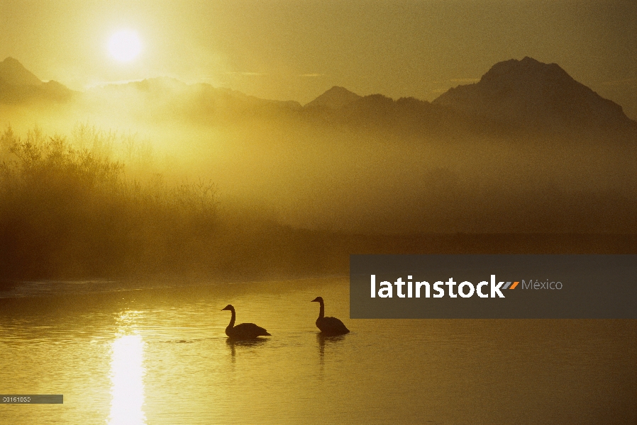 Pareja de Cisne Trompetero (Cygnus buccinator) en el lago al atardecer, América del norte