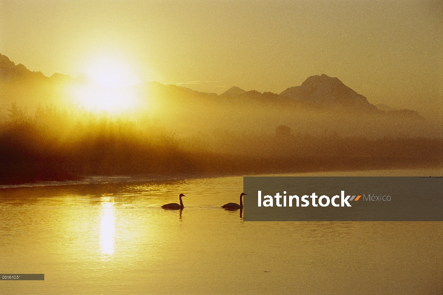 Pareja de Cisne Trompetero (Cygnus buccinator) en el lago al atardecer, América del norte