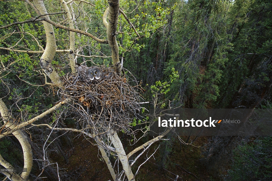 Gran padre de Gray Owl (Strix nebulosa) incubando los huevos en el nido, América del norte