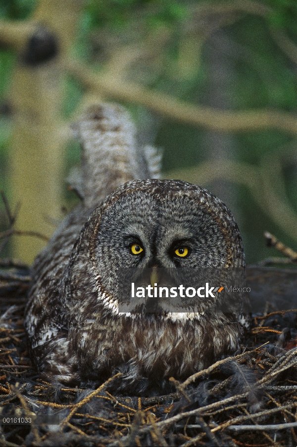 Gran padre de Gray Owl (Strix nebulosa) incubando los huevos en el nido, América del norte