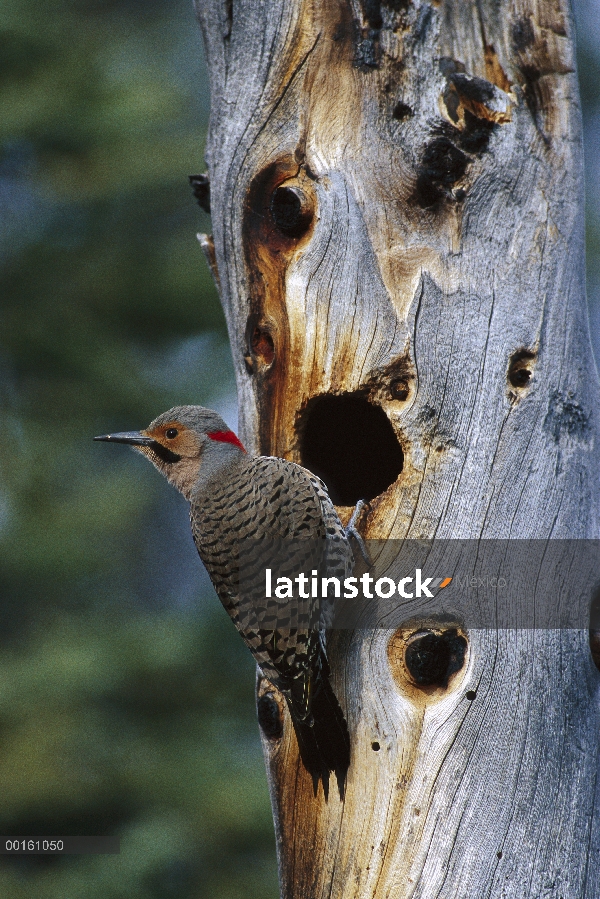 Carpintero de parpadeo (Colaptes auratus) norte junto a la cavidad del nido, Slana, Alaska