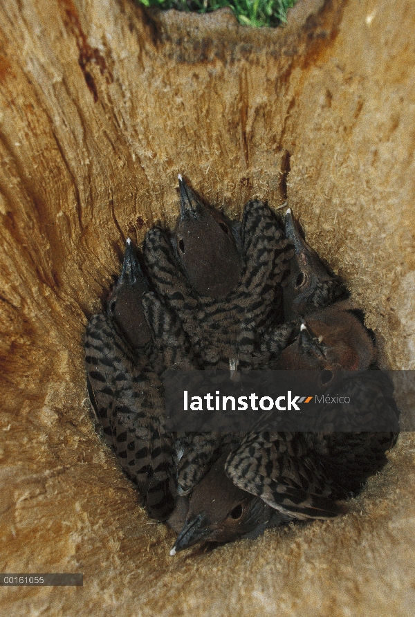 Polluelos de pájaro carpintero parpadeo (Colaptes auratus) Norte dentro de la cavidad del nido, Wade