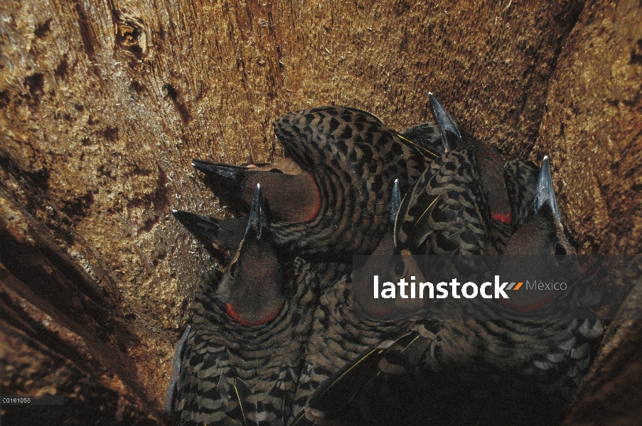 Polluelos de pájaro carpintero parpadeo (Colaptes auratus) Norte dentro de la cavidad del nido, Wade