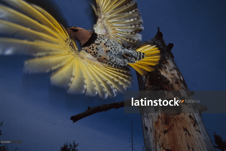 Norte adulto de woodpecker de parpadeo (Colaptes auratus) tomando vuelo del árbol con la cavidad del