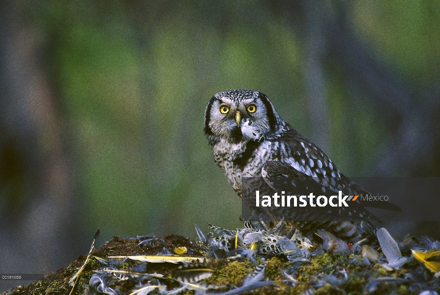 Buho del halcón Norte (Surnia ulula) alimentarse de presas, Slana, Alaska