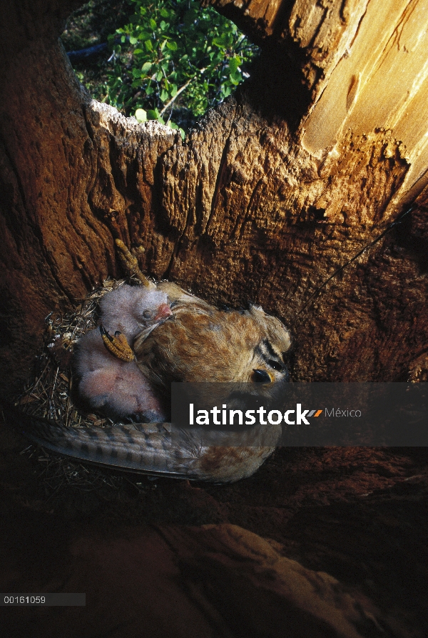 Cernícalo americano (Falco sparverius) padres y pichones en parpadeo norte abandonado nidifican cavi