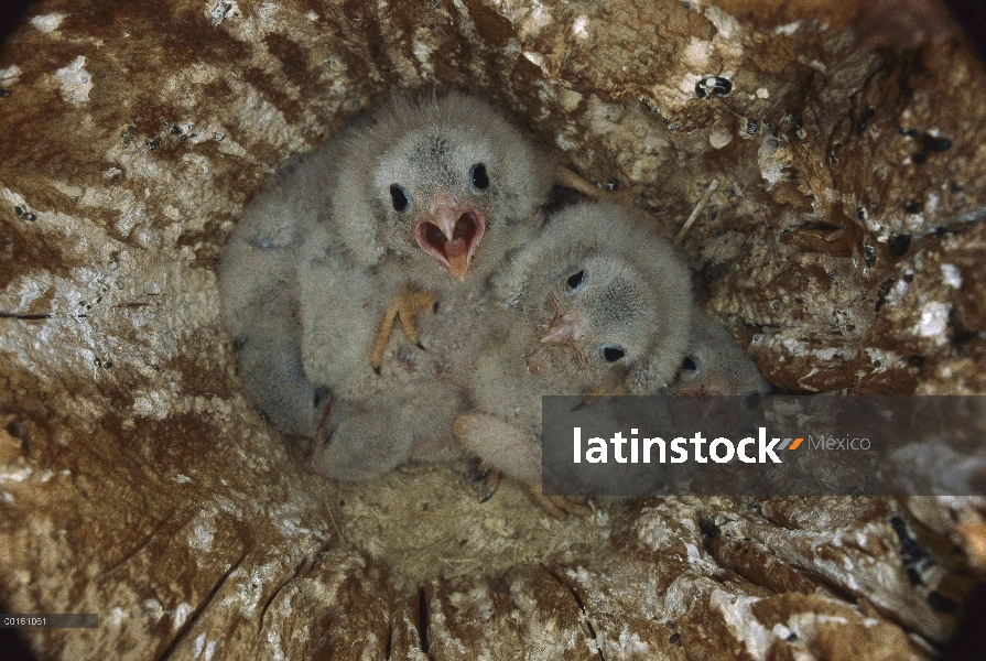 Nidifican de cernícalo americano (Falco sparverius) tres semana pollitos en parpadeo norte abandonad